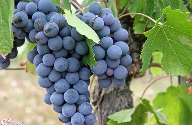 葡萄红酒中carmenere是什么意思？(佳美娜葡萄酒的由来)(图2)